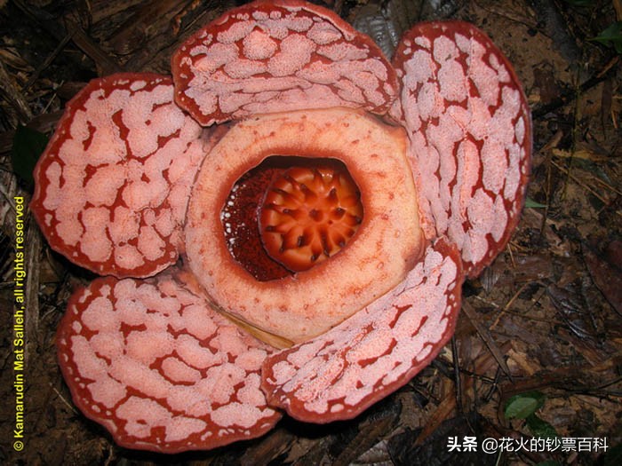 马来西亚最值钱的钞票,马来西亚老钞票1块