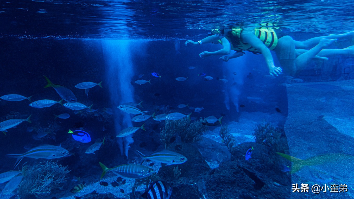 5年之许,小白逆袭重返新加坡