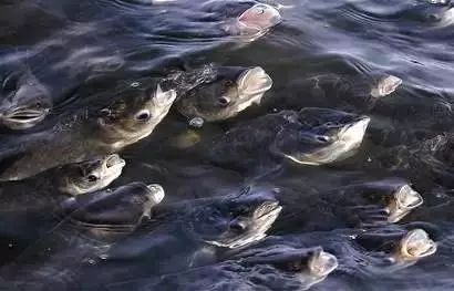 鱼病防治的八宜八忌,如何预防鱼病