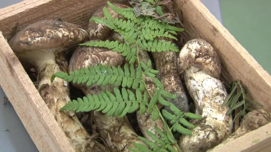 松茸菌干货的吃法,新鲜松茸菌怎么做好吃一点