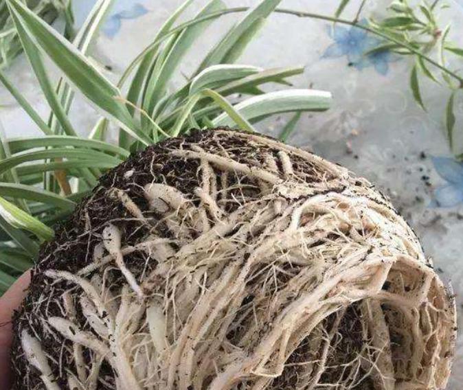 绿萝吊兰花叶喷什么肥水好一点,用黄豆肥水喷洒吊兰叶面