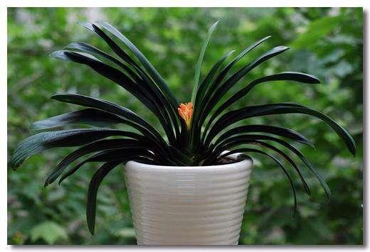 君子兰开花如何授粉结种子,君子兰开花如何人工授粉