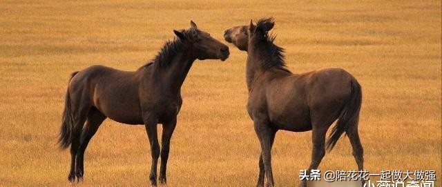 马和驴为什么能产出骡子,马和驴生下的骡子为什么不能生育