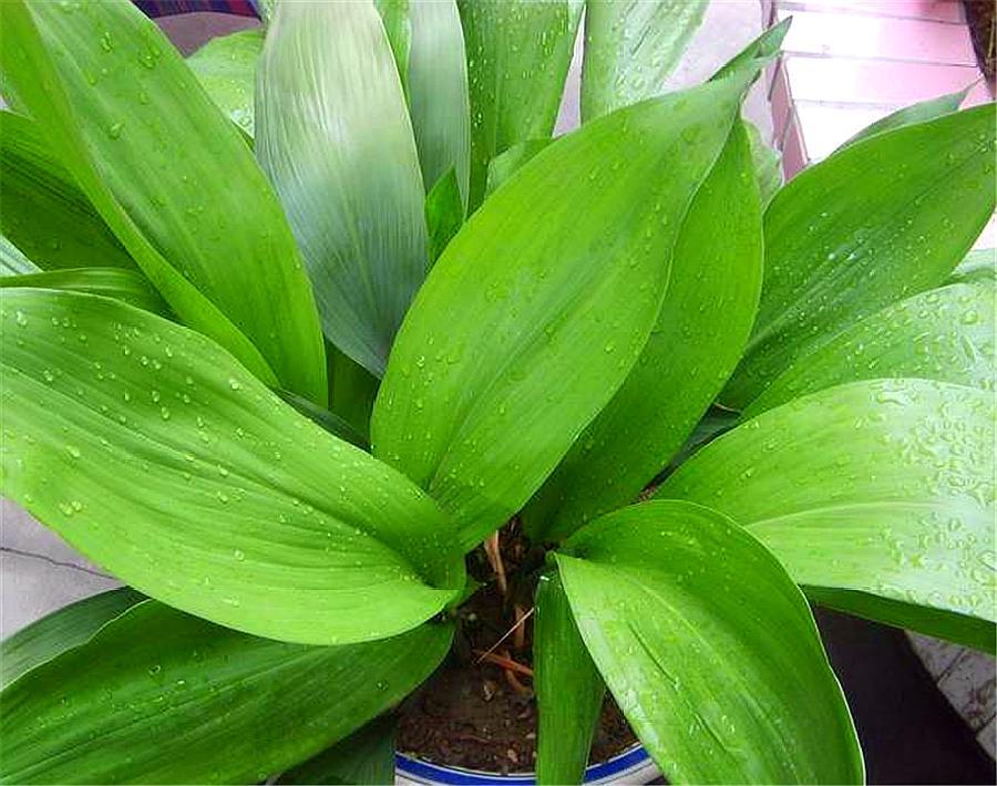 一叶兰老叶修剪图解,一叶兰快速生长