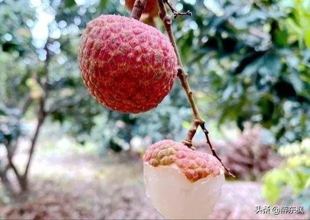 杜牧有诗为证，杨贵妃爱吃荔枝，成就了一荔枝品牌“妃子笑”