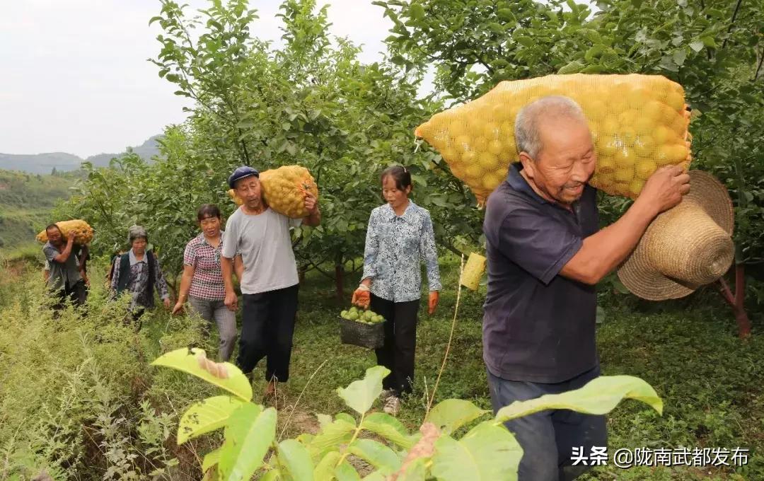 陇南市推动高质量发展的举措,陇南市发展战略