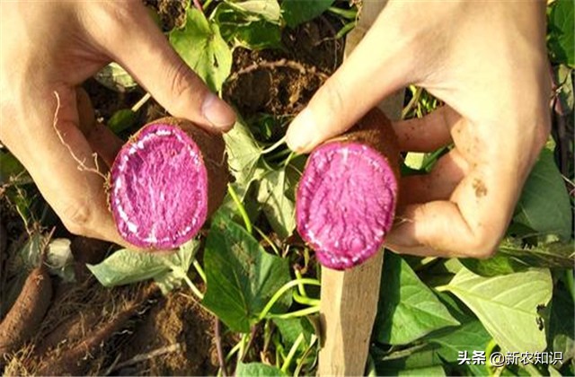 紫薯种植技术三大忌,紫薯夏季可以种植吗