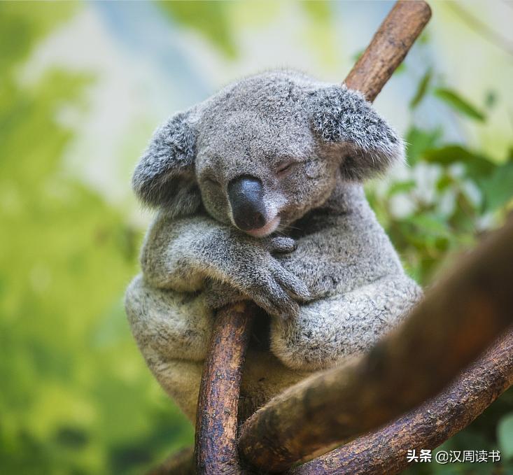 澳大利亚大学冷知识,澳大利亚冷知识100条