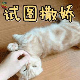 新手养刚出生的小奶猫怎么养,刚出生的小奶猫如何喂养才能养活