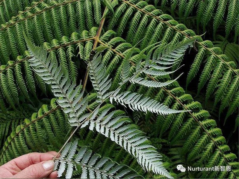 nurturant新智恩,新西兰新智恩营养品