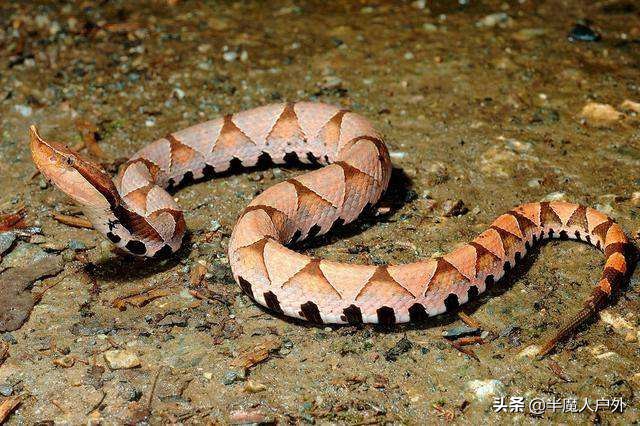 野外生存的知识有哪些,农村常见的蛇类你都认识吗
