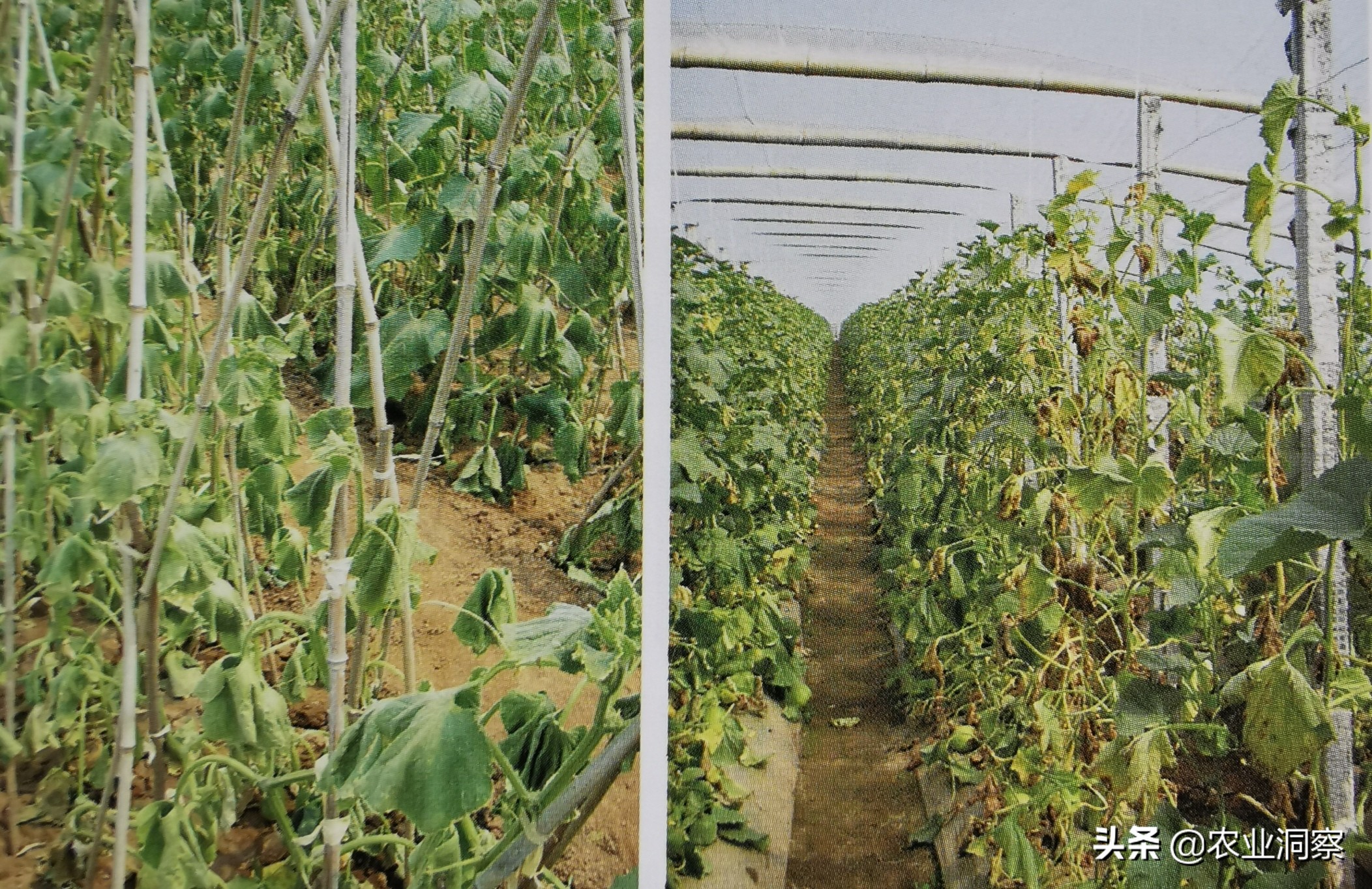 如何防治黄瓜霜霉病和枯萎病,黄瓜枯萎病的最新治疗方法