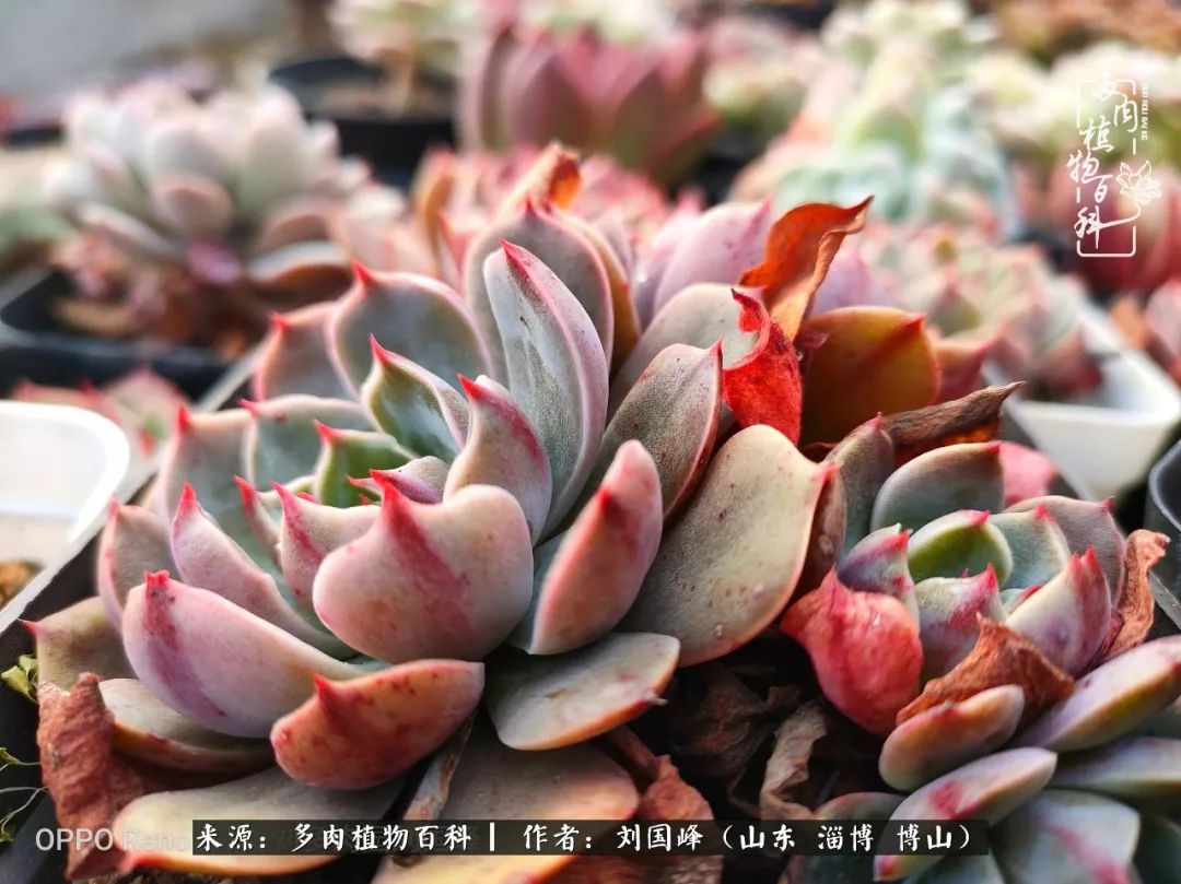 冬季室温20度以上多肉怎么养,贵的不一定就是好的便宜的
