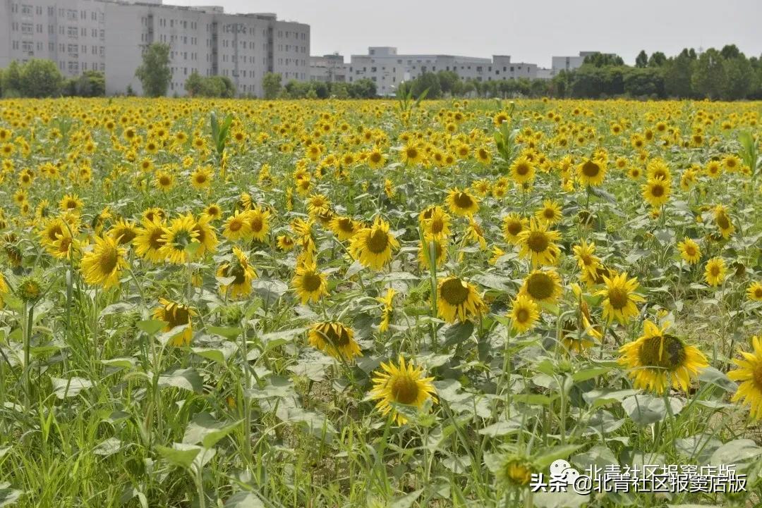 交道大集最新消息,交道大集新地址