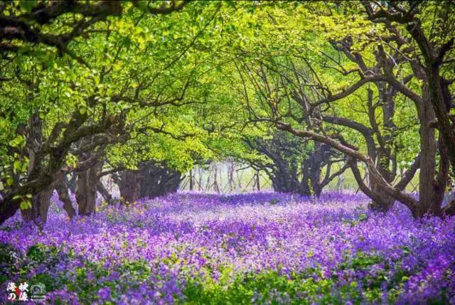 亚洲宜居城市排名2019,中国唯一一个国际评选的宜居城市