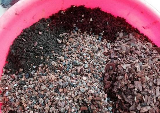 绿萝怎么造型更好看,大绿萝怎么做造型好看