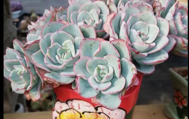 多肉养出状态来有多美?这102种多肉控养上色之后美呆了