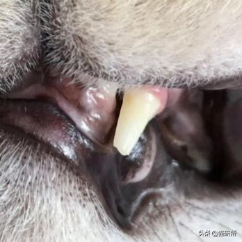 每天15分钟,医生手把手教你做17项猫咪全身检查