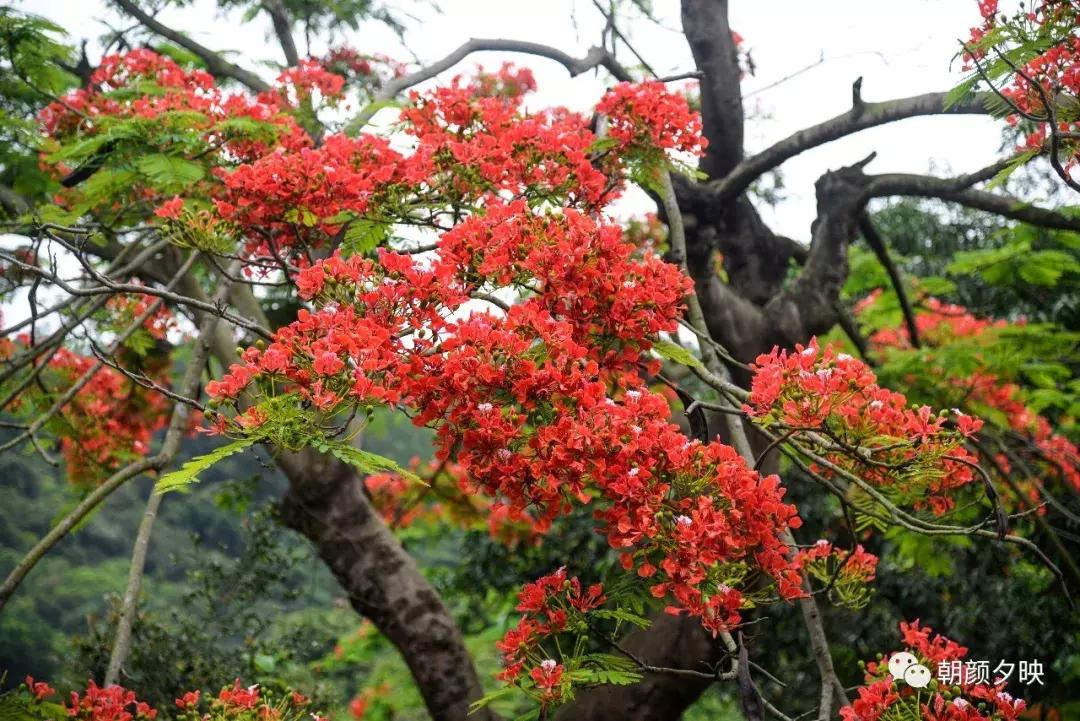 凤凰浴火时,盛夏晚晴天