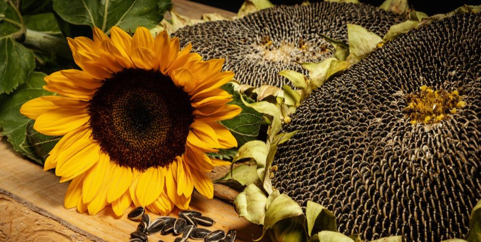 十种堪比安眠药的助眠食物,安神助眠的中成药随便能吃吗