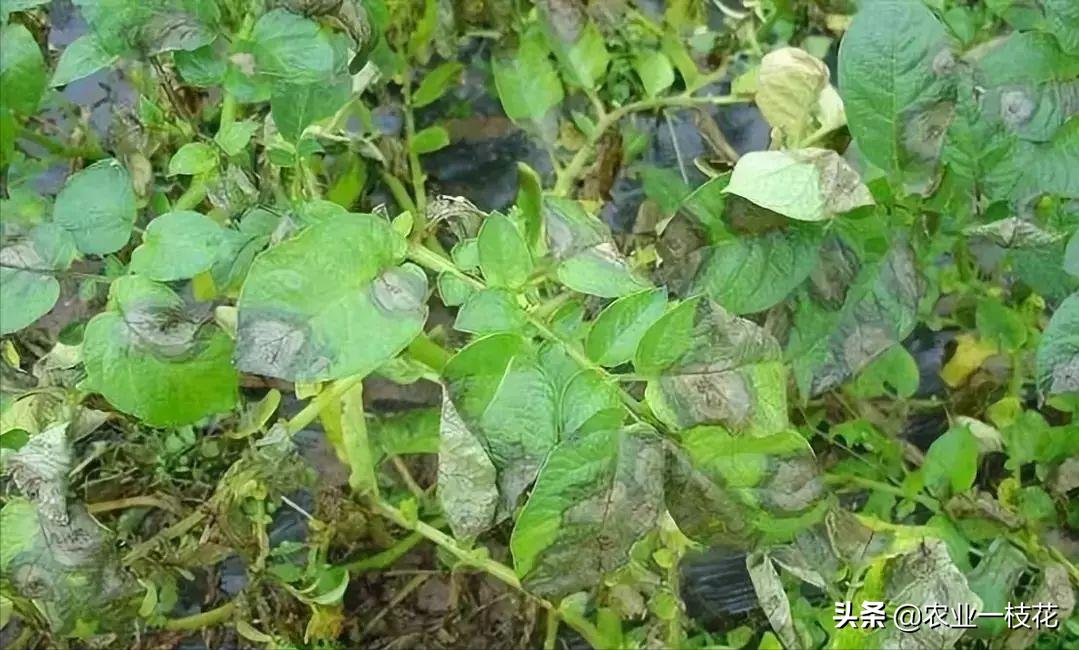 马铃薯晚疫病的症状和治疗方法,马铃薯晚疫病是什么原因