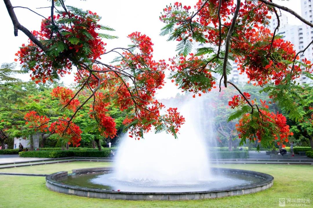 华侨城一期西区,华侨城发展历程