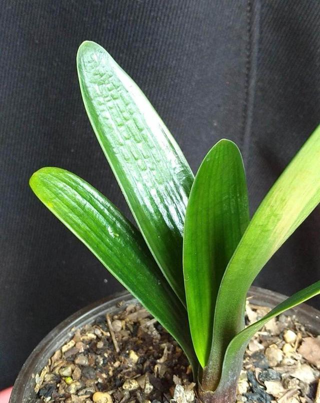 君子兰换盆需要注意哪些事项,君子兰换盆怎么换注意什么