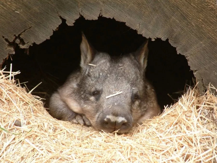 有袋动物只有澳洲有吗,有袋动物小科普