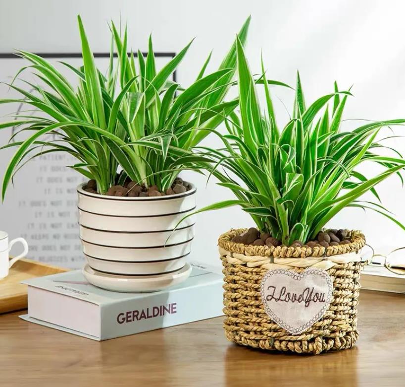 冬天吊兰叶子变黄怎么补救,冬天吊兰叶子发黄怎么处理