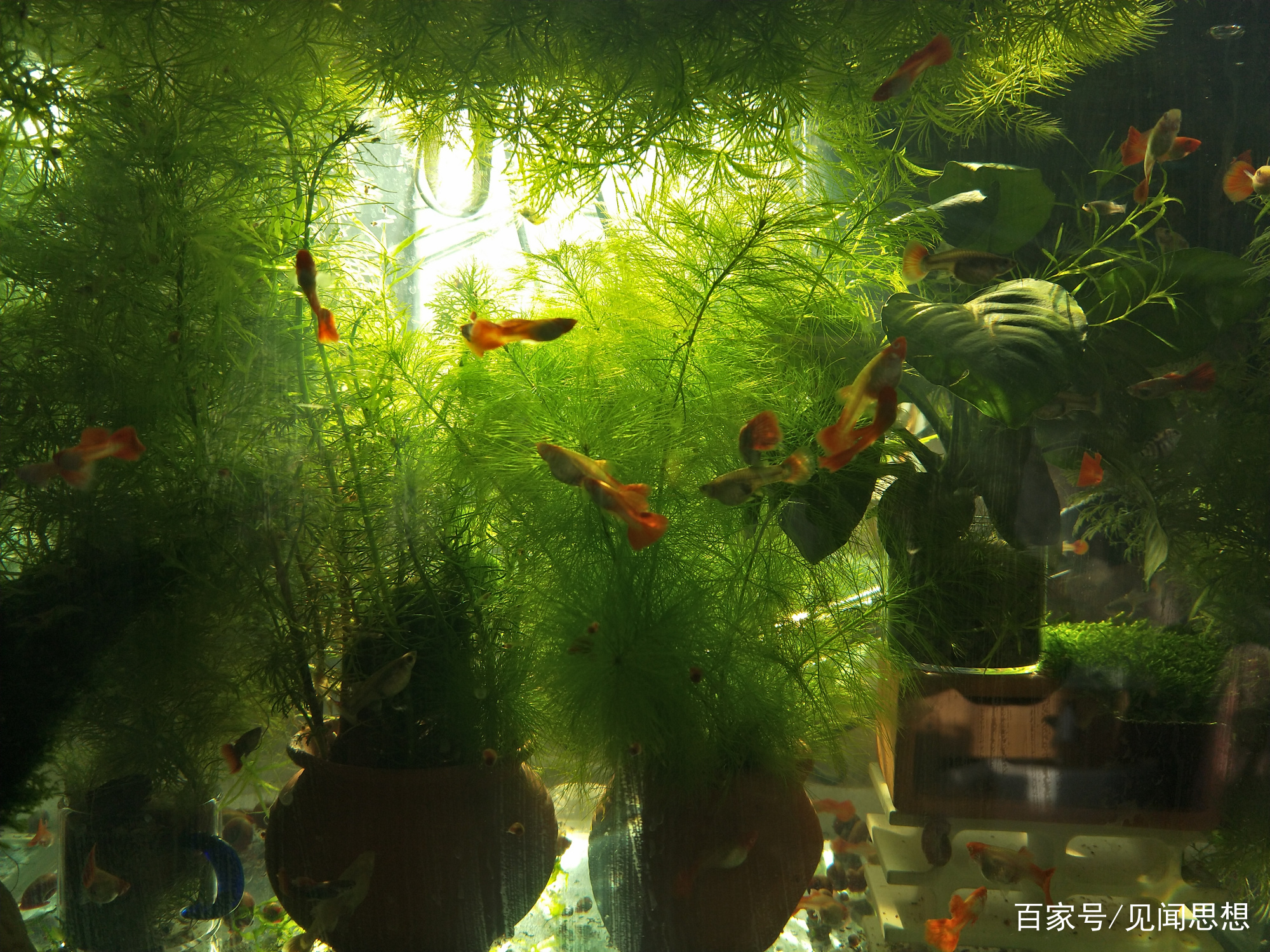 适合水草缸养的可以繁殖的观赏鱼,适合新手大鱼缸养的观赏鱼