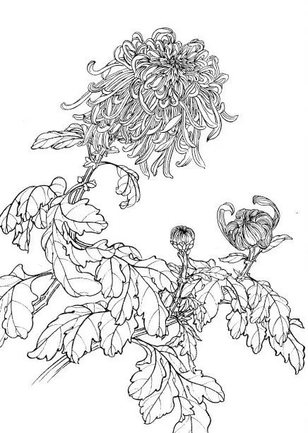 中国画菊花作品集锦,菊花花瓣白描的详细步骤