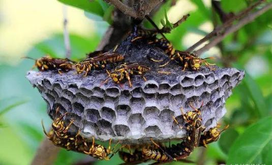 捅马蜂窝，没工资不收农民钱，却月入5万元以上？农村创业新门路