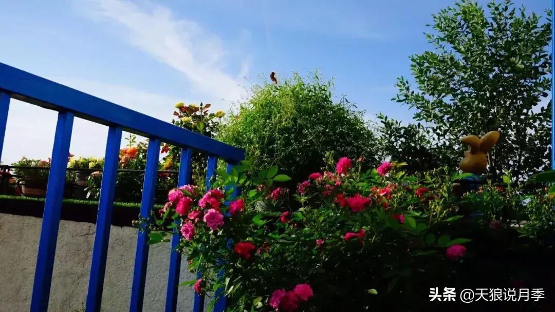 露台打造花海,她用10年改造庭院