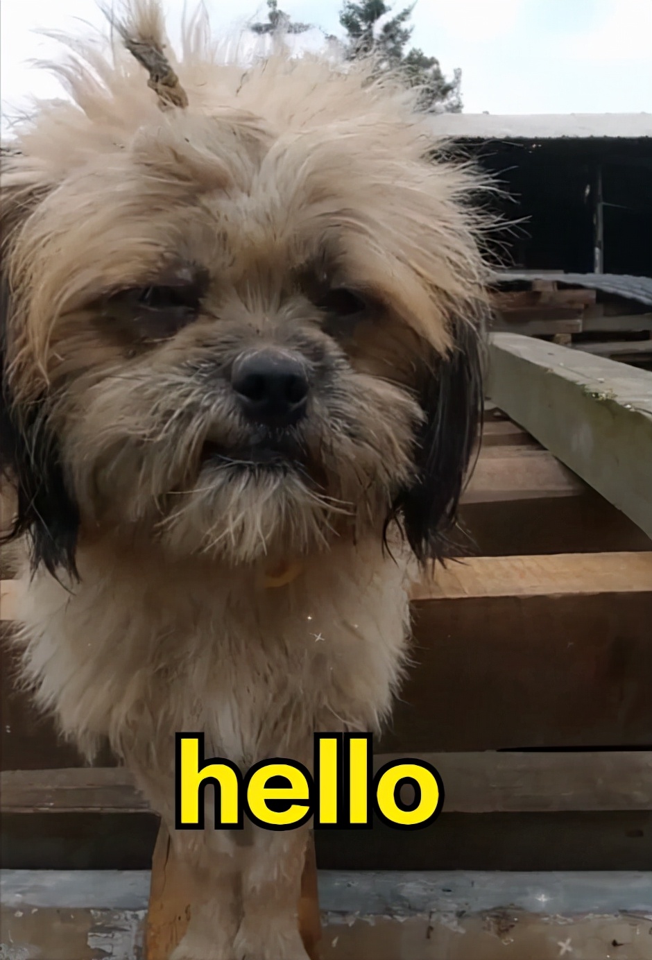 男子用指狗不咬法吓恶犬,四川男子爷爷教指狗不咬法