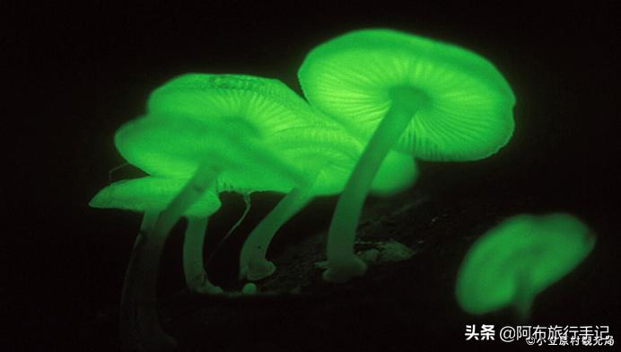 日本的世界遗产一览表,日本世界遗产共有多少项