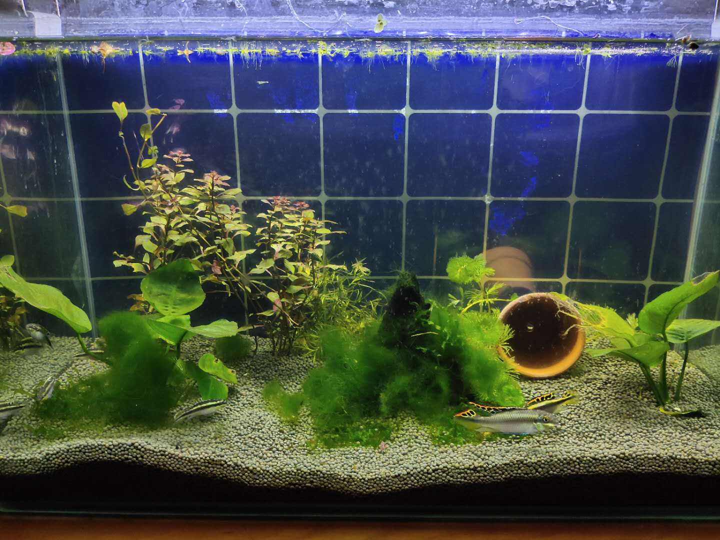 买观赏鱼回来要注意什么,观赏鱼新鱼到家身上烂了怎么办