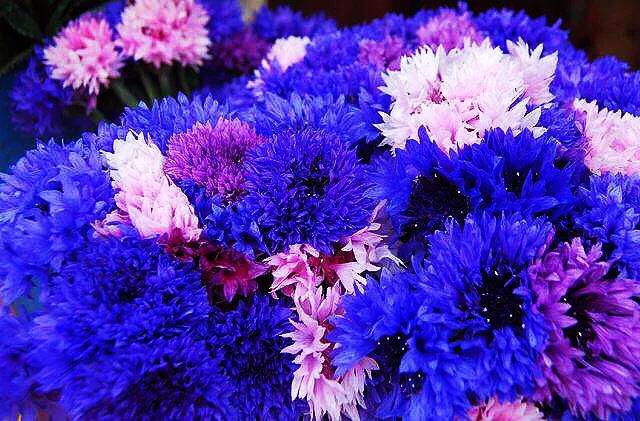 德国国花什么颜色的矢车菊,矢车菊国花