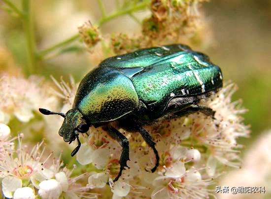 果树地下害虫怎么防治,果树害虫叶蝉如何防治