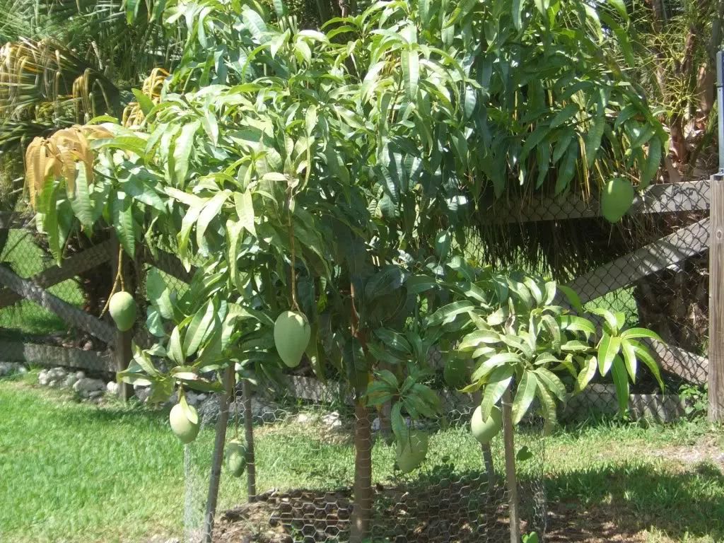 播种的芒果树,芒果树什么时候播种