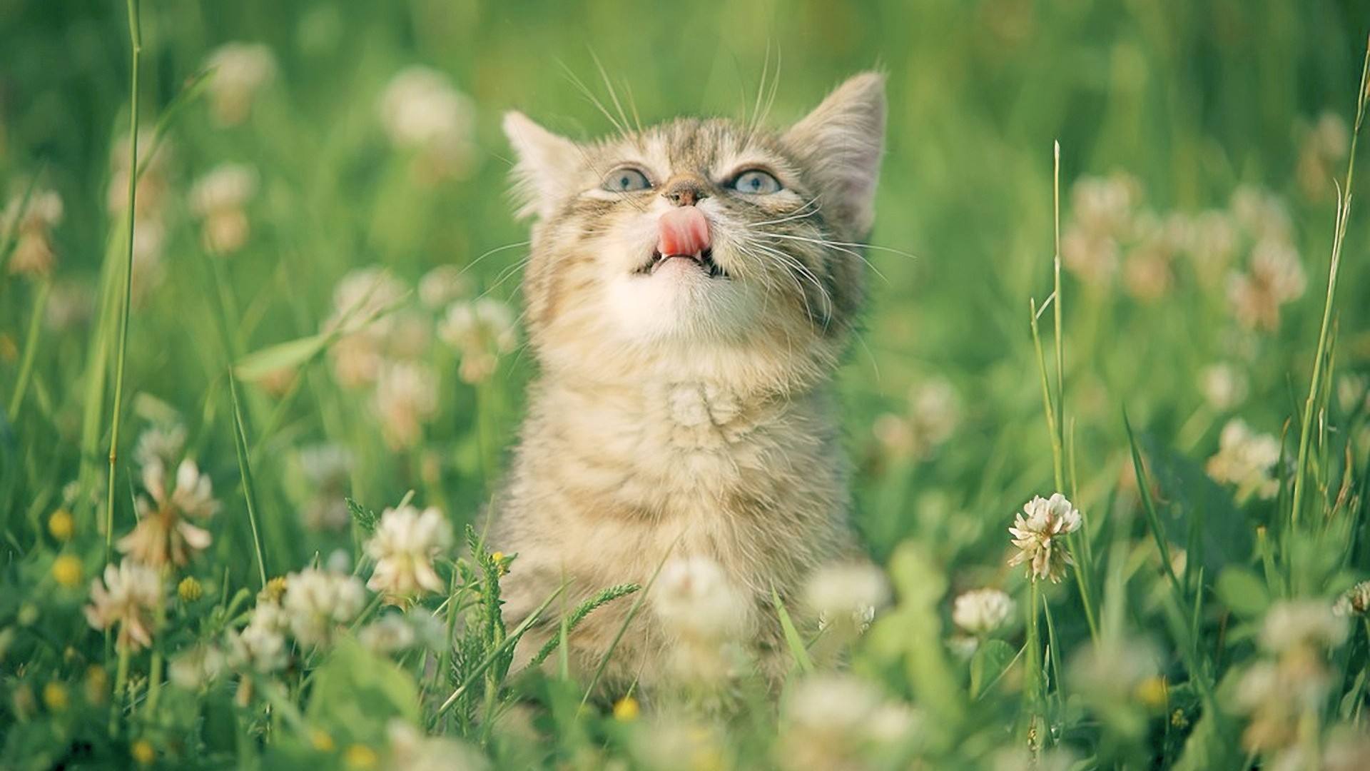 网上买宠物猫靠不靠谱,猫咪套路猫奴的方法