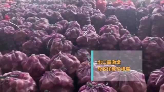 洋葱价格及出口情况,全国各地洋葱产地批发价格