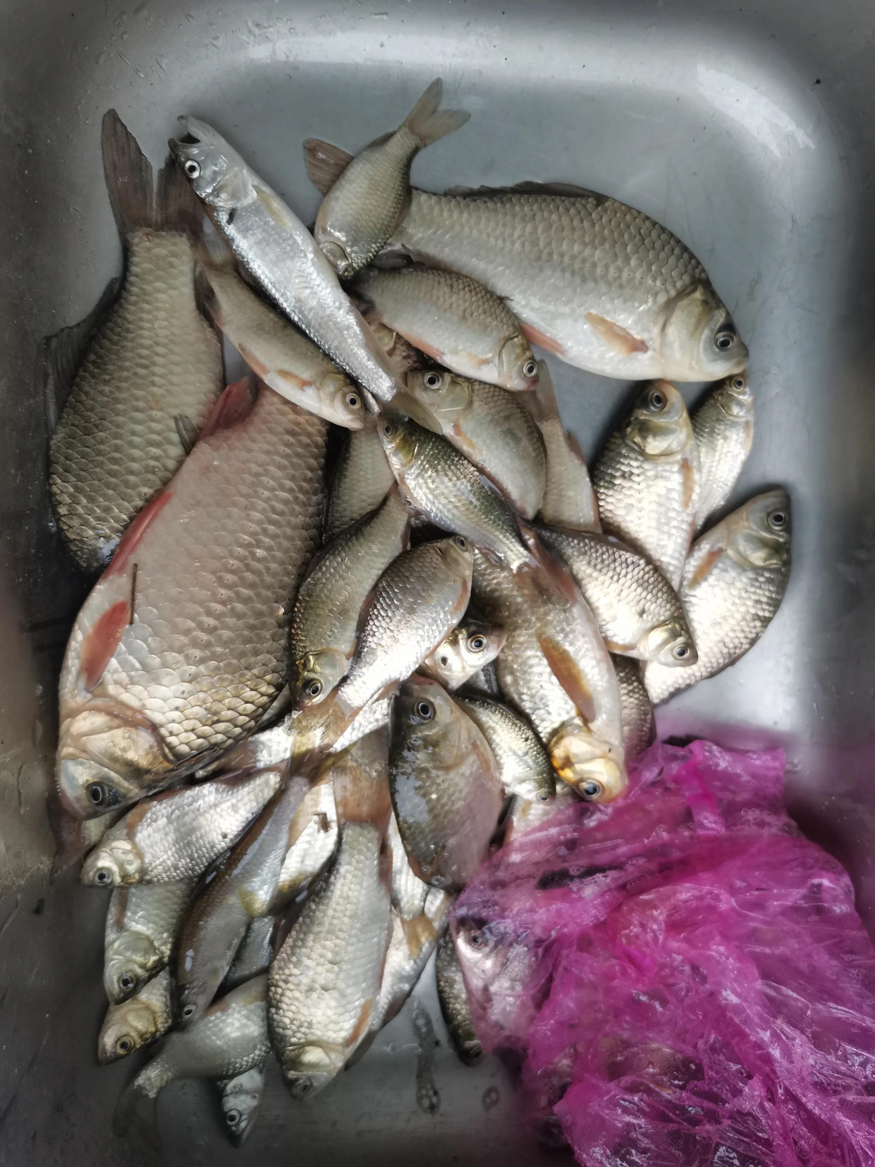 从20块钱的鱼竿开始入坑,购买鱼竿的十大坑