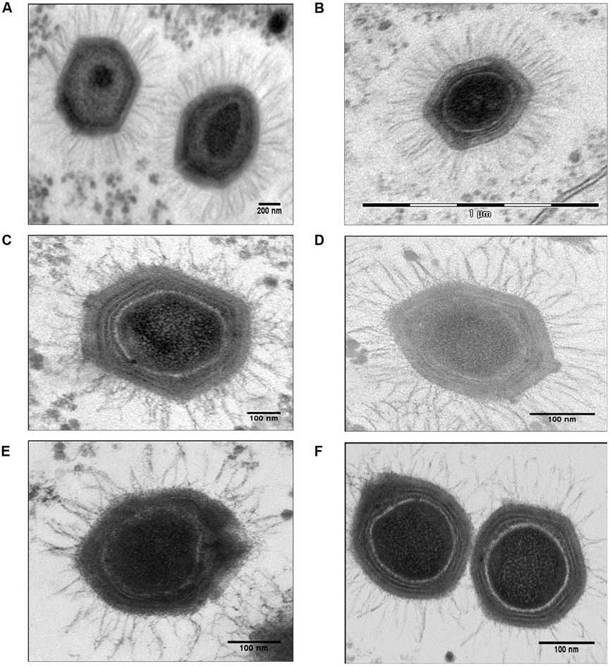 病毒从哪里来怎么画,病毒从哪里来的动画