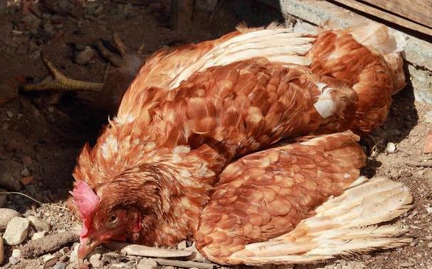 怎么判断鸡呼吸道病情好了,怎么知道鸡子感冒到哪个阶段