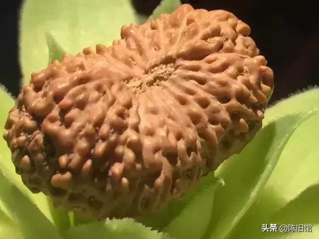 什么是金刚菩提鹰爪纹路,金刚菩提表面纹路磨损