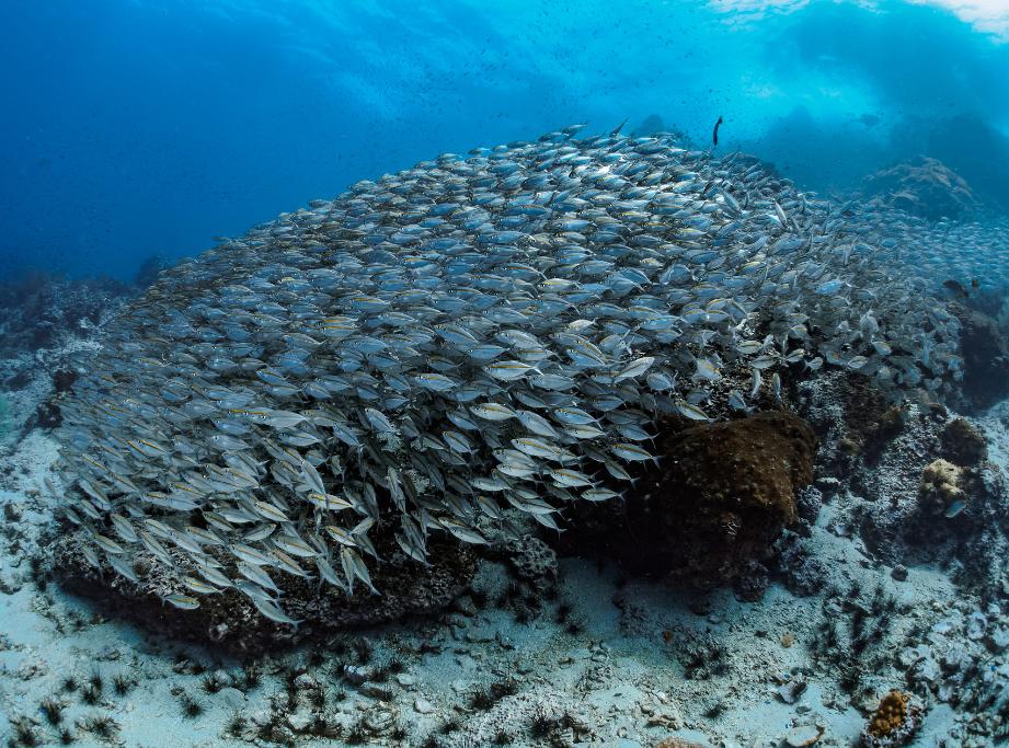 泰国四大潜水梦幻海岛,潜水游玩爱好者普吉岛