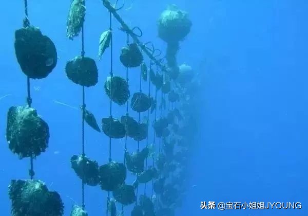 缅甸金珠是南洋珍珠吗,缅甸金珍珠就是南洋金珍珠吗