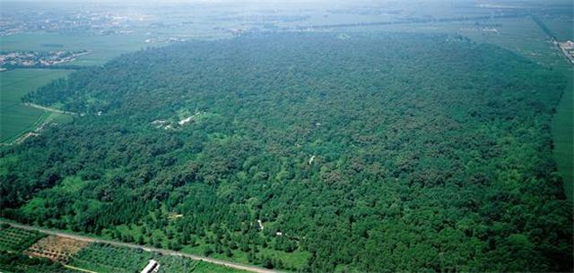 为何“山东孔林”上不落鸦，下不招蛇鼠？真相是什么？