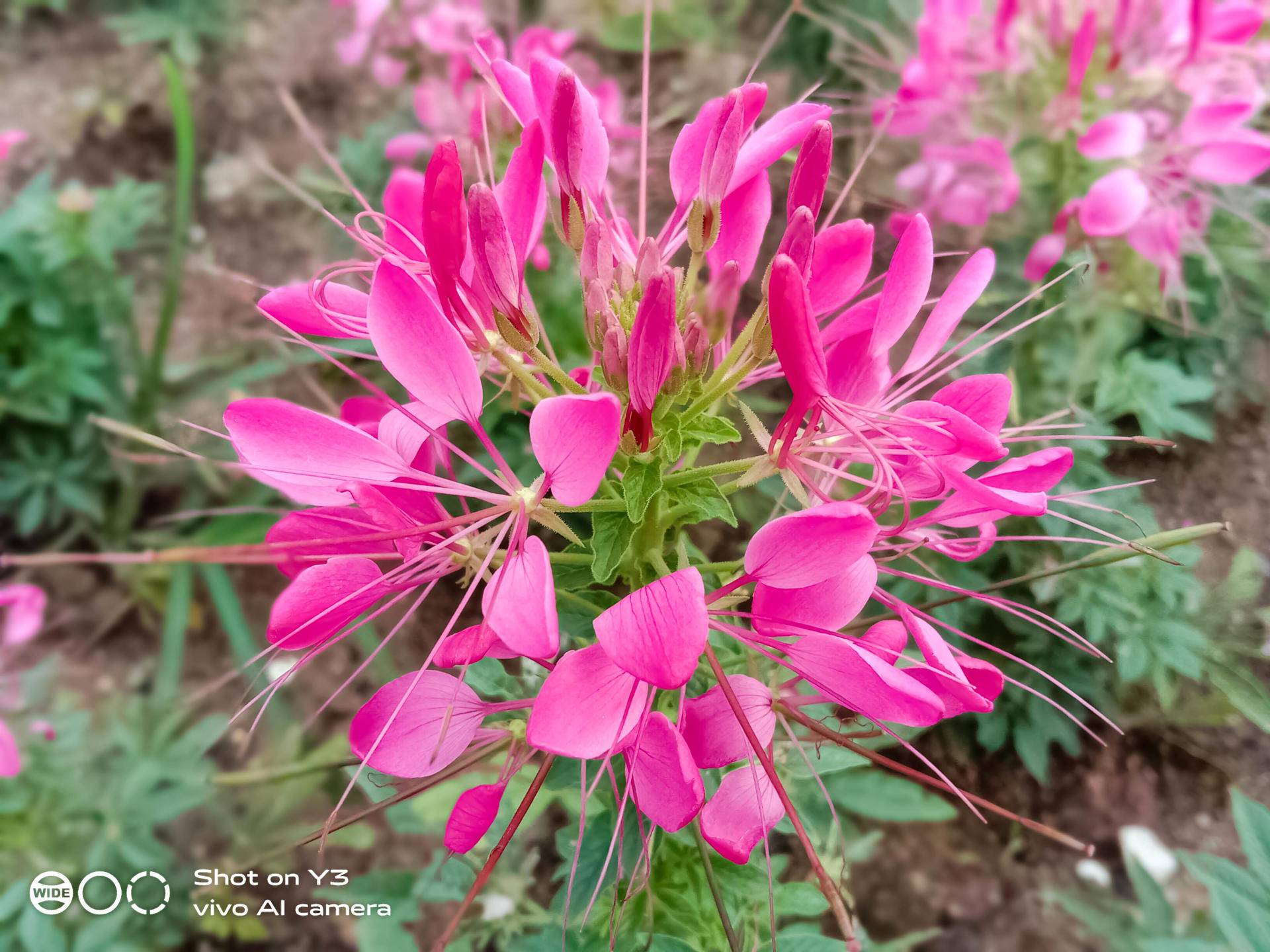 vivoy3标准版实际体验,怎么样提升vivoy3手机性能