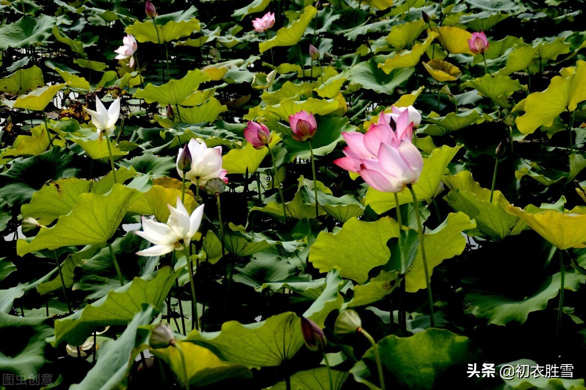 赞美荷叶的优美诗句,荷叶的诗句经典